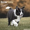 Border Collie Puppy Calendar